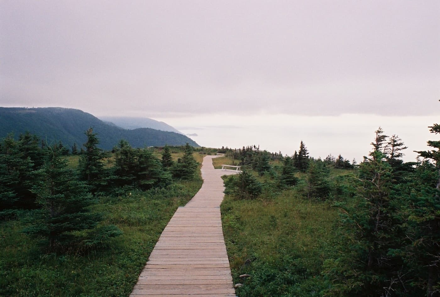 Hiking trail through a misty forest